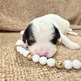 Girl 2 - Tri-color female Cavapoo puppy in Bloomfield, Iowa from Schooley Doodles