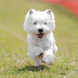 West Highland White Terriers from Berkshire Highlanders