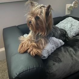 Yorkshire Terrier All Grown Up from Margaret’s Little Yorkies