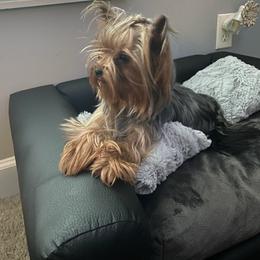 Yorkshire Terrier All Grown Up from Margaret’s Little Yorkies