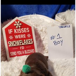 Nit named - Chocolate and tan male Yorkshire Terrier puppy in Marion Station, Maryland from Anna's Yorkie Treasures