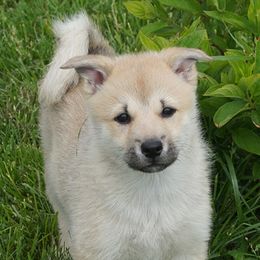 Italian Greyhounds and Norwegian Buhunds from Valhasar Norwegian Bunhund Kennels