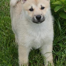 Italian Greyhounds and Norwegian Buhunds from Valhasar Norwegian Bunhund Kennels