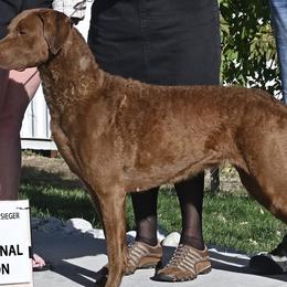 Chesapeake Bay Retrievers from Blue Skye Chesapeakes