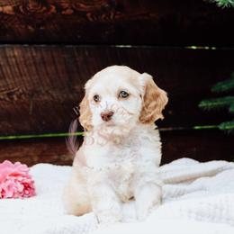 Navy girl - Buff female Cockapoo puppy in Missoula, Montana from Big Sky Cockapoos