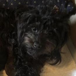 Jolene - Maltipoo