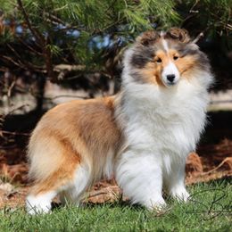 Blossom - Shetland Sheepdog