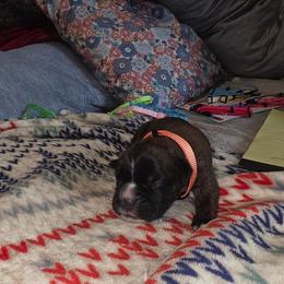 Peach girl - Brindle female Boxer puppy in Titusville, Florida from Saskobox