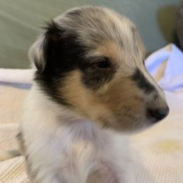 "Merle Boy #3 DOB 12/05/22" Collie Puppies from ColliesOklahoma
