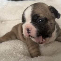 George - Fawn male French Bulldog puppy in Warm Springs, Arkansas from Seven Hills Arkansas