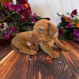 Urkel - Red male Dachshund puppy in Florence, Arizona from Doxie Town Az