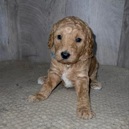 Mya - Apricot female Goldendoodle puppy in Valdosta, Georgia from Designer Doodles of South GA