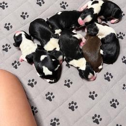 Girl 6 - White and liver female English Springer Spaniel puppy in Lufkin, Texas from Shifletknight Springer Spaniels