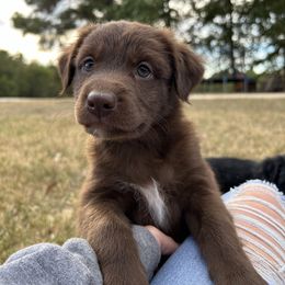 Rojo (Boy 3) - Australian Shepherd puppy from H3 Aussies