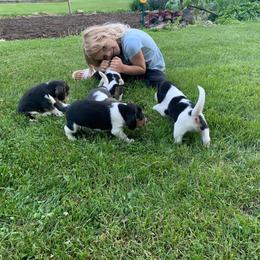 Beagle Puppies from Bachman’s Kennel