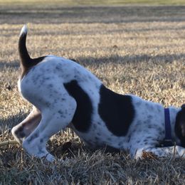German Shorthaired Pointer, Miniature American Shepherd, Miniature Australian Shepherd, and Toy Australian Shepherd Puppies from Foxtail Hollow