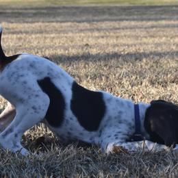 German Shorthaired Pointer, Miniature American Shepherd, Miniature Australian Shepherd, and Toy Australian Shepherd Puppies from Foxtail Hollow