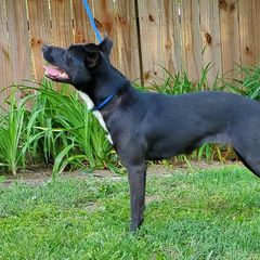 Trixie - Sporty Mix