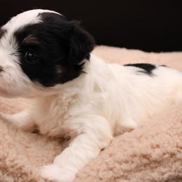 Harriet Smith - Black and white female Havanese puppy in Hendersonville, North Carolina from Grayfinn House