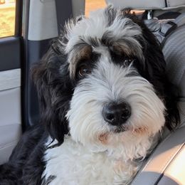 Pebbles - Bernedoodle