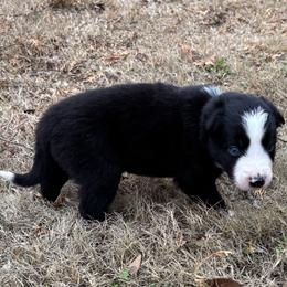 Navy collar - Black and white male Border Collie puppy in Michie, Tennessee from Rivendell Border Collies