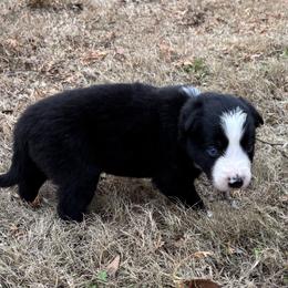 Navy collar - Black and white male Border Collie puppy in Michie, Tennessee from Rivendell Border Collies