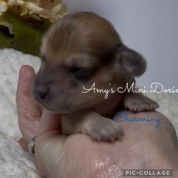 AKC Charming - Red male Dachshund puppy in Jena, Louisiana from Amy’s Mini Doxies