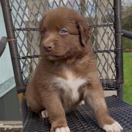 Thumper - Red & white male Australian Shepherd puppy in Windsor, New York from Double B Aussies