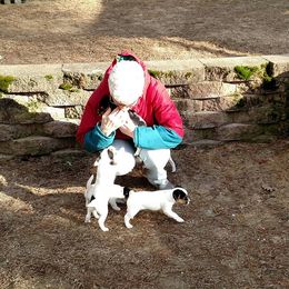 Jack Russell Terrier Puppies from Laura Harakaly