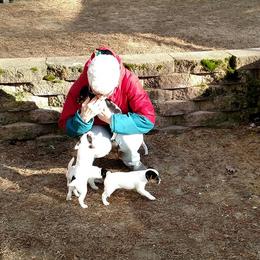 Jack Russell Terrier Puppies from Laura Harakaly