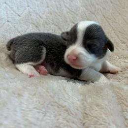 Apollo - Gray and white male American Corgi puppy in Decatur, Texas from Bar S Corgis