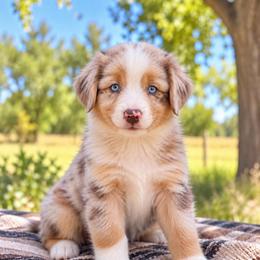 Sequoia - Red Merle Female, Blue Eyes - Red merle female Australian Shepherd puppy in Hugo, Colorado from Frying Pan Ranch Australian Shepherds