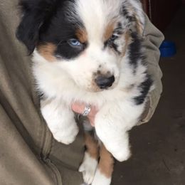 Australian Shepherd Puppies from Toni Thompson's Australian Shepherds