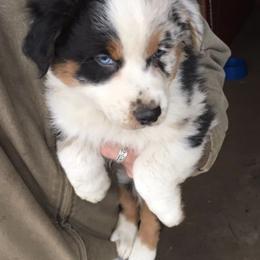 Australian Shepherd Puppies from Toni Thompson's Australian Shepherds
