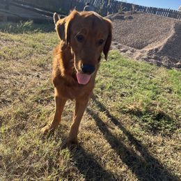 Henry - Golden Retriever