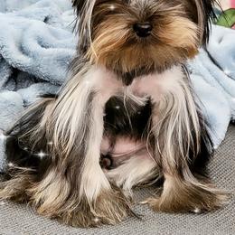 Yorkshire Terriers from C&H Sweet Baby Face Yorkies909