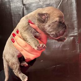 Formentino F1 - Gray and fawn female Cane Corso puppy in Compton, California from Urban League Cane Corso