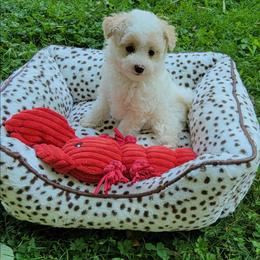 Finley - Parti male Poodle puppy in Montrose, Pennsylvania from Tales Of Joy