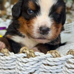 Denver - green collar - Tri-color male Bernese Mountain Dog puppy in Yuciapa, California from AlltheDoodlez_