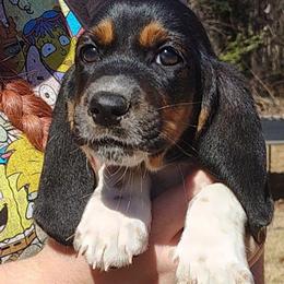 Jackson - Black brown and white male Basset Hound puppy in Newton Grove, North Carolina from MGA Basset Hound