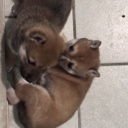 Shiba Inu puppies from GBs Shiba Inu's