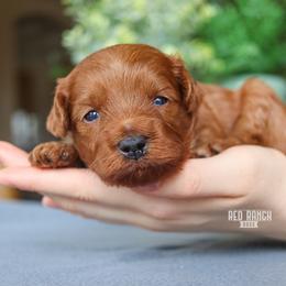 Brooks - Red  male Goldendoodle puppy in Salado, Texas from Red Ranch Dogs