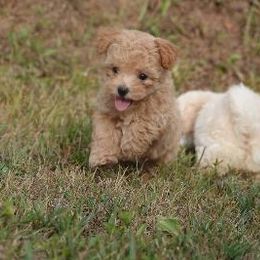 Angel - Apricot female Maltipoo puppy in Oakland, Kentucky from Imperial Dogs