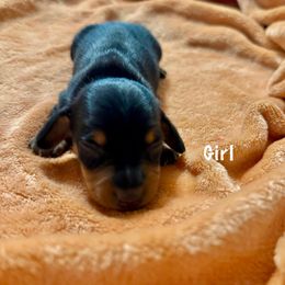 Girl 1 - Black and tan Dachshund puppy in Gastonia, North Carolina from Lanier’s Little Weenies