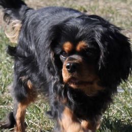 Moe - Cavalier King Charles Spaniel