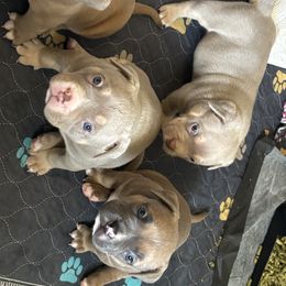 American Bully Puppies from East bound and Down Bully’s