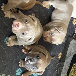 American Bully Puppies from East bound and Down Bully’s