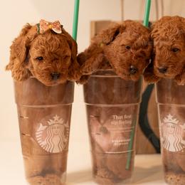 Goldendoodles from Lucky Heart TeddyBear Goldendoodles