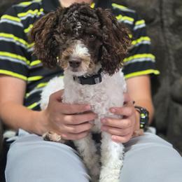 Goldendoodle puppies from DoodleBlessings