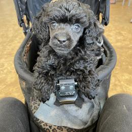 Poodle Puppies from Paradise Poodles